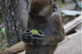 Can You Have a Pet Monkey in Arizona?