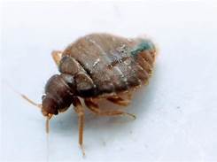 Do Bed Bugs Go on Pets?