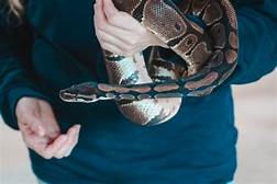 Do Pet Snakes Show Affection?