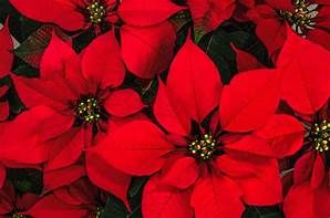 Are Poinsettia Plants Poisonous to Pets?