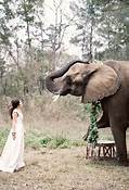 Can You Have an Elephant as a Pet?