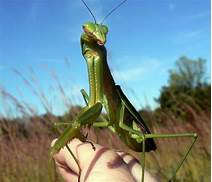 Can I Keep a Praying Mantis as a Pet?