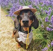 Is Lavender Pet Friendly?