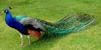 How Much Is a Pet Peacock?