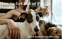 How to Get Pet Dander Out of House