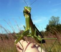 Can You Have a Pet Praying Mantis?
