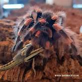 Do Tarantulas Like Being Pet?