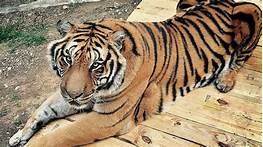 How Do I Get a Pet Tiger?