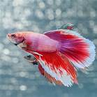 How Long Do Fish Live as Pets?