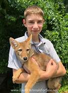 Can I Have a Coyote as a Pet?