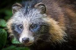 Are Raccoon Dogs Good Pets?