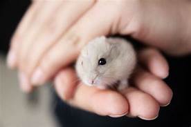 Are Hamsters Exotic Pets?