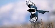 Do Magpies Make Good Pets?