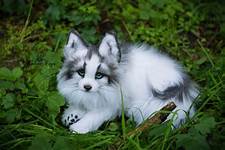 Can You Have a Canadian Marble Fox as a Pet?