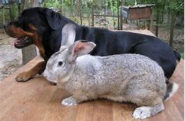 Are Flemish Giant Rabbits Good Pets?