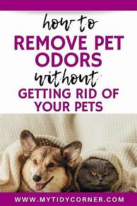 How to Get Rid of House Odors from Pets