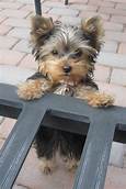 Are Yorkies Good Pets? A Comprehensive Guide