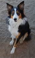 Do Border Collies Make Good Pets?