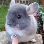 Can Chinchillas Be Pets?