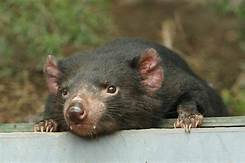 Can Tasmanian Devils Be Pets?