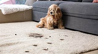 How to Clean Sisal Rug Pet Stains