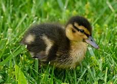 Are Ducklings Good Pets?