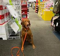 Is Office Depot Pet Friendly?