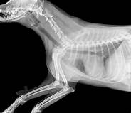 How Much Are Pet X-Rays?