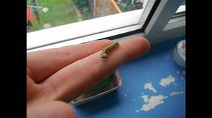 Can You Keep a Caterpillar as a Pet?
