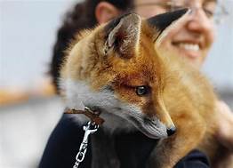 Could You Have a Fox as a Pet?