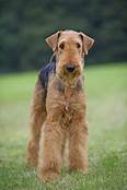 Do Airedales Make Good Pets?