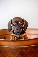 Are Mini Dachshunds Good Pets?