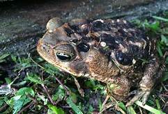 How to Keep a Pet Toad
