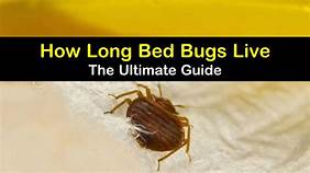 Do Bed Bugs Live on Pets?