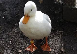 Is a Duck a Good Pet?