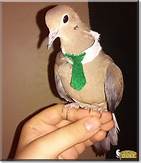 Can You Have a Dove as a Pet?