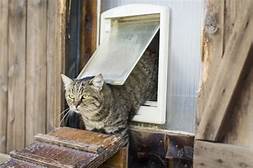 How to Train a Cat to Use a Pet Door