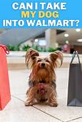 Can You Take Pets into Walmart?