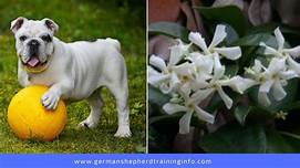 Is Jasmine Toxic to Pets?