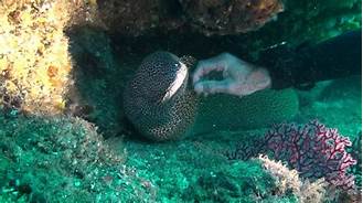 Do Moray Eels Like Being Pet?
