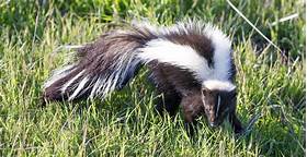 Can U Have a Skunk as a Pet?