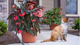 Are Begonias Toxic to Pets?