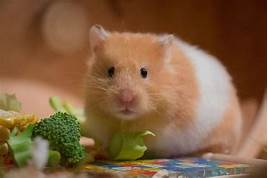 How Long Do Pet Hamsters Live?