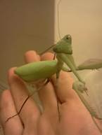 How to Keep a Pet Praying Mantis