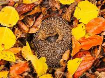 Do Pet Hedgehogs Hibernate?