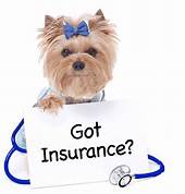 How to Use Pet Insurance at Vets