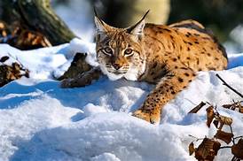 Can You Keep a Lynx as a Pet?