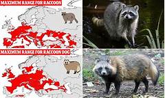 Can You Have a Pet Raccoon in the UK?
