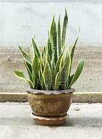 Are Snake Plants Pet Safe?