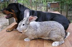 Are Giant Rabbits Good Pets?